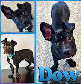 Photo of Dow
