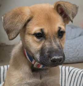 Photo of Cyndi Lauper (10wk PUPPY)