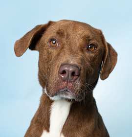 Photo of Jimbo — Sweet as Chocolate