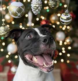 Photo of TRISTAN WOOFS