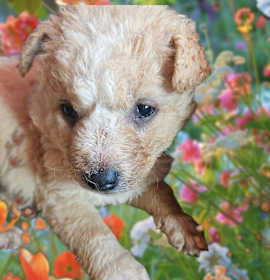 Photo of RETV PUP FROSTY