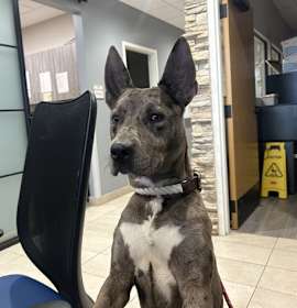 Photo of DETECTIVE BARKSON