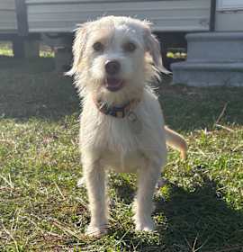 Photo of Vanilla Bean