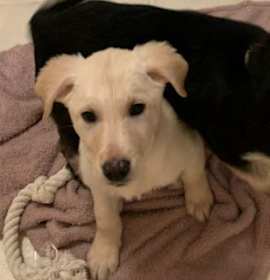 Photo of Bagel - Kitchener