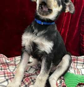 Photo of Honey Bun - Kitchener