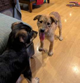 Photo of Almond - Kitchener