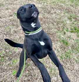 Photo of JUSTICE LEAGUE