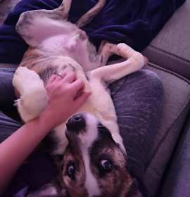 Photo of Benjamin (IN FOSTER)