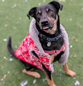 Photo of Rusty 24-5613