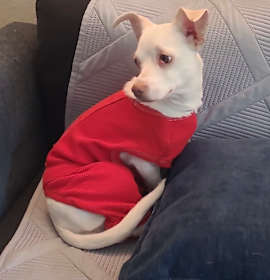 Photo of Lulu Luna V/A1042196