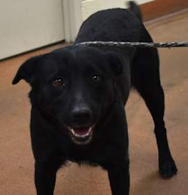 Photo of 91952 Misty