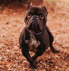 Photo of 89644a Lady Shortcake