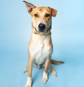 Photo of Fantastic Finn