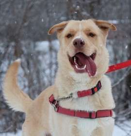 Photo of Cody - Kitchener