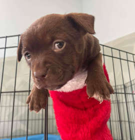 Photo of Sugarplum Sparkles