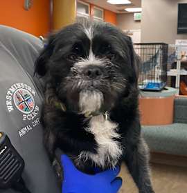 Photo of WAGS-Stray-20434