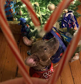 Photo of Key (in foster)