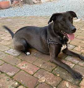 Photo of Breezy (Moira)