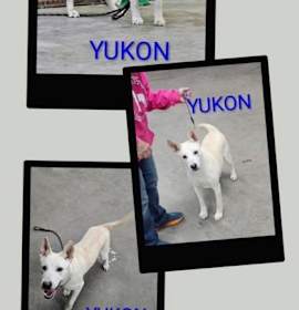 Photo of Yukon