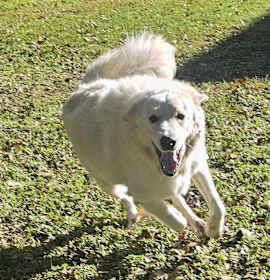 Fluffernutter photo 2