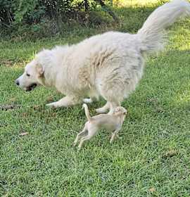 Fluffernutter photo 3