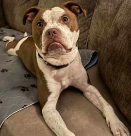 Tank XII (foster) photo 3