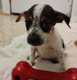 Photo of Kelani 8398