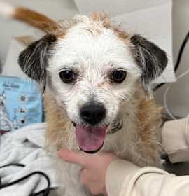 Photo of Raton (bonded to Tiny)