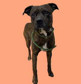 Photo of TUSC-Stray-82971