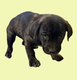 Photo of TUSC-Stray-82965