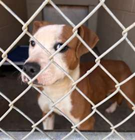 Photo of GAMC-Stray-358