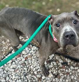 Photo of Smokey Bones