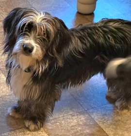 Photo of Short Stuff Colette