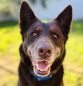 Photo of CHARLIE BROWN