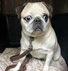 Photo of Spud (Lulu)