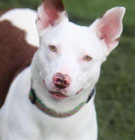 Photo of Juniper the dog