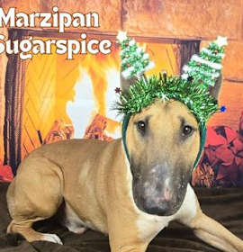 Photo of Marzipan Sugarspice
