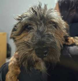 Photo of Rambo 27B- 14727