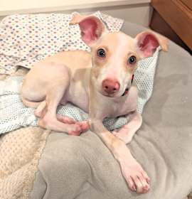 Photo of  Calvin Crunch