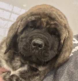 Photo of ADOPTION PENDING Saki