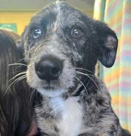 Photo of SSAW-Stray-22934