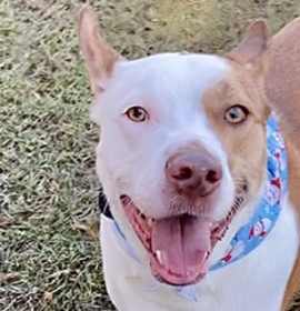 Photo of Kash *SN*VIP*