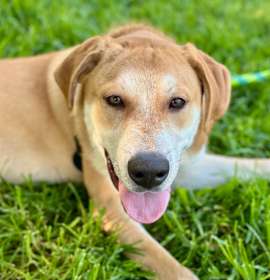 Photo of Viper- City of Industry Location