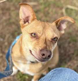 Photo of Sweet Boy, a year vet care inc