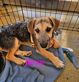 Photo of Roxy