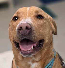 Photo of Sweet Tater