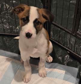 Photo of Brittany (N25-227)