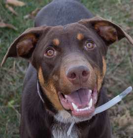 Photo of Robin Buckley