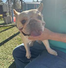 Photo of Patrick Starfish