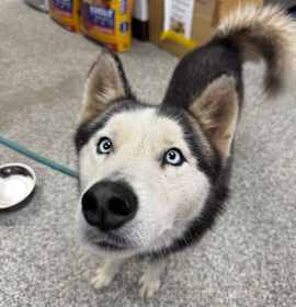 Photo of LAA-Stray-129982